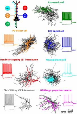 Frontiers Interneuron Types And Their Circuits In The Basolateral